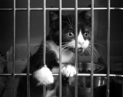 Kitten behind bars